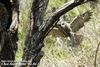 올빼미 Strix aluco (Tawny Owl)
