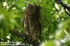 소쩍새 Otus scops (Eurasian Scops-owl)