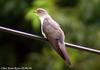 뻐꾸기 Cuculus canorus (Common Cuckoo, Eurasian Cuckoo)