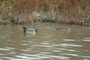 청둥오리 암수한쌍 Anas platyrhynchos (Mallard Ducks)
