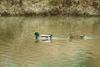 청둥오리 암수한쌍 Anas platyrhynchos (Mallard Ducks)