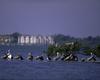 Pelican & Cormorant mixed flock - Pelican Island National Wildlife Refuge, Florida