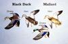 Black Duck and Hen Mallard Characteristics Comparison Diagram