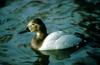 Canvasback Duck (Aythya valisineria)