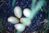 Common Eider eggs (Somateria mollissima)