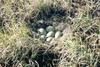 Spectacled Eider eggs (Somateria fischeri)