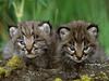 [Daily Photos CD03] Bobcat Kittens