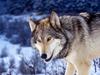[Daily Photos CD03] Gray Wolf in Snow
