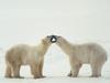 [Daily Photos CD03] Polar Bear Greeting