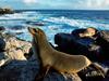 [Daily Photos CD03] Sunbathing Sea Lions