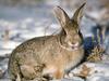[Daily Photos CD03] Young Cottontail Rabbit