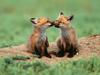 [Daily Photos CD03] You're So Foxy (Red Fox cubs)