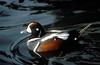 Harlequin Duck (Histrionicus histrionicus)