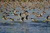 Northern Pintail flock flying (Anas acuta)