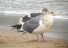 수리갈매기 Larus glaucescens (Glaucous-winged Gull)