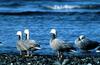 Emperor Goose flock (Chen canagica)