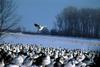 Snow Goose flock (Chen caerulescens)