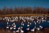 Snow Goose flock (Chen caerulescens)