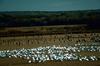 Sandhill Crane & Snow Goose flock (Chen caerulescens)