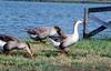 Brown Chinese Goose, Swan Goose flock (Anser cygnoides)