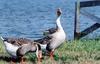 Brown Chinese Goose, Swan Goose flock (Anser cygnoides)