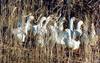Domestic Goose flock (Anser anser domesticus)