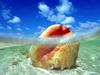[Gallery CD01] Sunken Treasure, Conch Shell, Bahamas