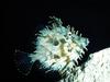 [Gallery CD01] Tassled Filefish (Chaetodermis penicilligerus)