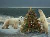 [Gallery CD01] Wild About Christmas, Polar Bears