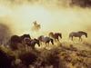 [Gallery CD01] Horses, Wranglers Rock Springs Ranch Bend Oregon