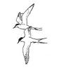 [Drawing] Arctic Terns (Sterna paradisaea)