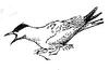 [Drawing] Arctic Tern (Sterna paradisaea)