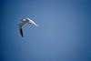 Caspian Tern in flight (Sterna caspia)