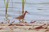 붉은갯도요 Calidris ferruginea (Curlew Sandpiper)
