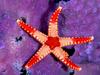 [Gallery CD01] Sea Star, Palau, Micronesia