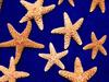 [Gallery CD01] Stargazing, Sea Stars
