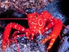 [Gallery CD01] Bullseye Lobster, Hawaii