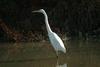 중대백로 Egretta alba modesta (Large Egret)