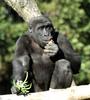Misc Critters - Western Lowland Gorilla (Gorilla gorilla gorilla).jpg