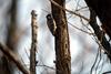 쇠딱다구리 Dendrocopos kizuki ijimae (Japanese Pygmy Woodpecker)