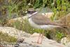 흰목물떼새 Charadrius placidus (Long-billed Plover)