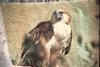 Philippine Monkey-eating Eagle (Pithecophaga jefferyi)