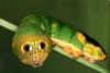 (MikeH SFF Nature) [01/20] Costa Rica Leaf Moth caterpillar (Oxytenis Modestia)