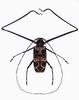 (MikeH SFF Nature) [10/20] Longicorn Beetle