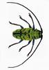 (MikeH SFF Nature) [11/20] Longicorn Beetle