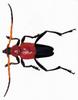 (MikeH SFF Nature) [15/20] Longicorn Beetle