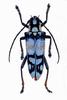 (MikeH SFF Nature) [16/20] Longicorn Beetle