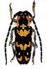 (MikeH SFF Nature) [17/20] Longicorn Beetle