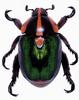 (MikeH SFF Nature) [18/20] Beetle