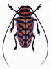 (MikeH SFF Nature) [19/20] Longicorn Beetle